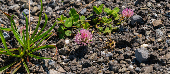 Pink flower in the road