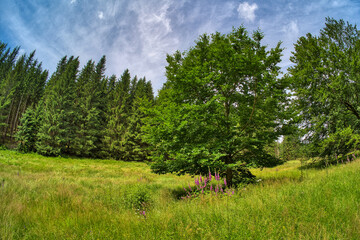 Obraz premium in the Massetal near Oelze in Thuringia
