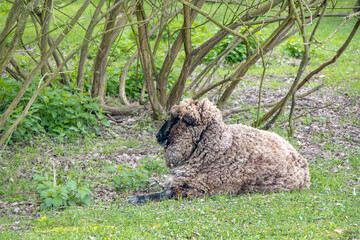 A shaggy sheep lying in the grass and look to camera.