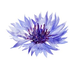 blue flower isolated on white background