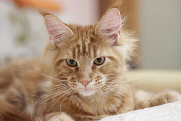 Red Maine Coon Cat. Closed up of domestic Big Mainecoon kitten