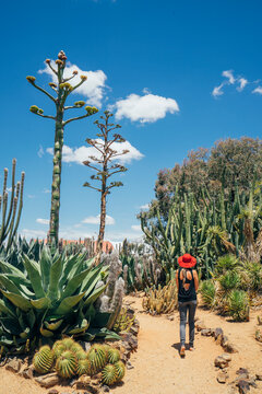 Woman walking among cacti in sunny desert, Australia
