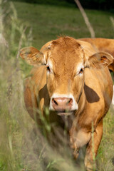 Animal ferme vache 543