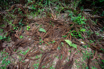Araucaria angustifolia leaves on the ground forming a thorny texture on the grass ground