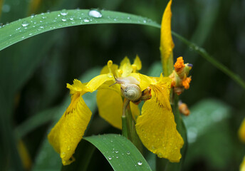 a small snail that sits on a yellow iris flower 
