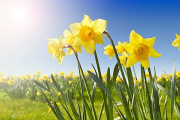 Fototapeta na wymiar Yellow Daffodils flowers on sunny spring day