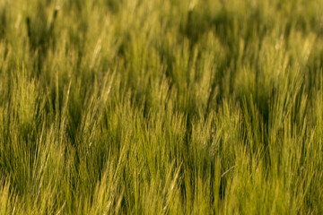 field of barley