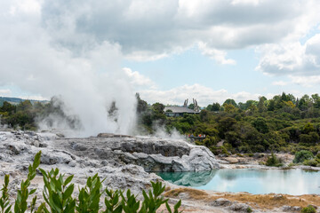 Geothermal field with Geyser at Whakarewarewa village, New Zealand
