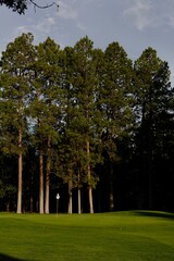 A white pin flag marks the hole location on the green of a hole on a golf course surrounded by ponderosa pines.
