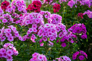 A close up of a flower with Hulda Klager Lilac Gardens in the background