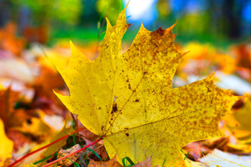The ghost of autumn still lives in the maple leaf. Even if it's summer, spring or winter. Withered maple yellow leaf