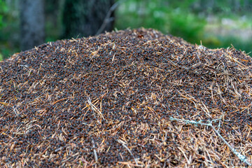 Anthill with many ants on the surface