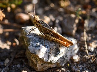 grasshopper on a rock