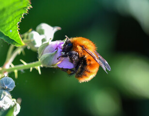 bee on a flower