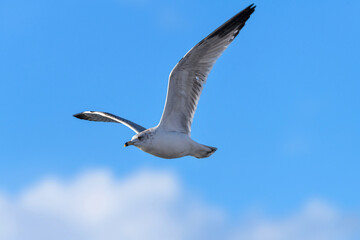 Flying Seagull - A close-up of a seagull flying high in the blue sky. Chatfield State Park, Denver-Littleton, Colorado, USA.