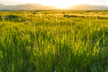 Sunset Meadow - Spring sunset at a mountain meadow. South Table Mountain Park,...