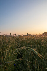 wheat field at sunrise