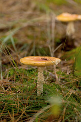 Toxic mushroom Amanita or Fly Agaric Fungi on the Forest floor in tall green grass. Vertical natural autumnal background.