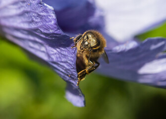 The honey bee sitting on a purple leaf of a flower.