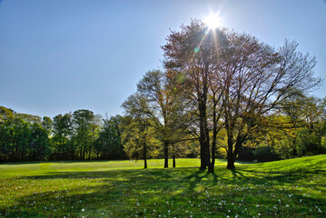 Morning sunlight coming through the new growth  Toronto, Ontario, Canada