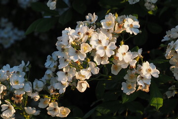 białe kwiaty © Marzena