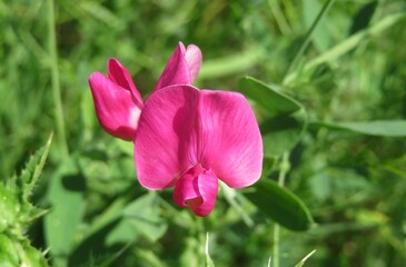 Pink sweet pea flowers in the meadow, closeup