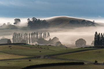 Great foggy pasture landscape in the early morning in Matamata, the true Hobbiton landscape, New...