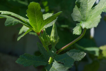 okra bud