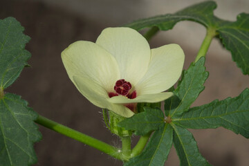 okra blossom