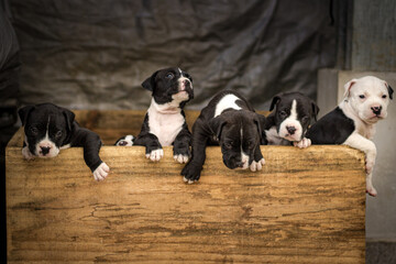 Sao Paulo, SP, Brazil - February 16 2021: Black and white pit bull puppy, inside a wooden box detail.