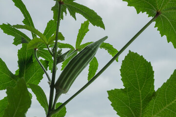 fruiting okra 