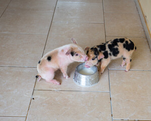 two piglets drinking milk from the bowl and making a mess. cute little pigs