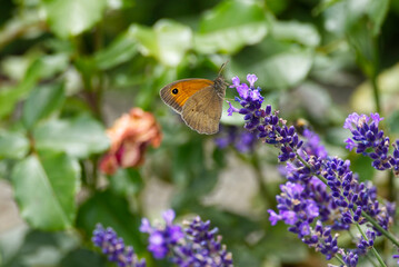 Meadow brown (maniola jurtina) butterfly perched on lavender in Zurich, Switzerland