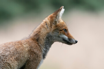 Portrait of a red fox (Vulpes vulpes) in natural environment on a blur background. Amsterdamse waterleiding duinen in the Netherlands. 