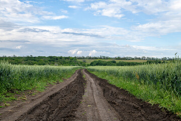 Fototapeta na wymiar Natural landscape. A country road with black soil, separates a wheat field with green cereals. Going into the distance of the horizon with blue skies and white clouds.
