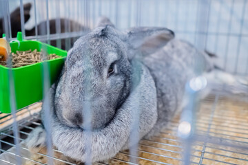 Cute light grey rabbit resting in the cage at agricultural animal exhibition, pet trade show,...