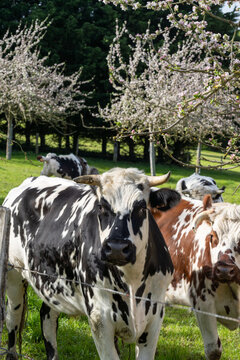 Animal ferme vache 544