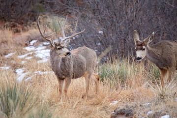 Mule Deer and Doe