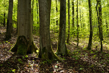 Naklejka premium Trees with fresh green foliage in a beech forest in spring, near Polle, Weserbergland, Lower Saxony, Germany.
