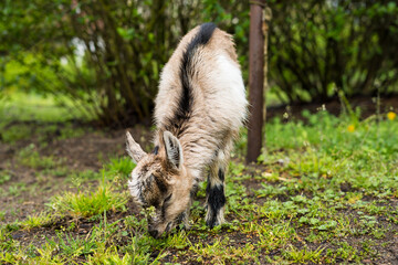 Little goat on the grass