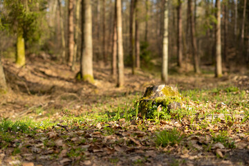 Fototapeta premium The trunk of a felled tree