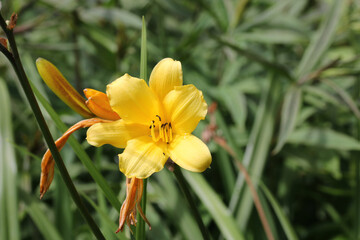 Yellow daylily flower