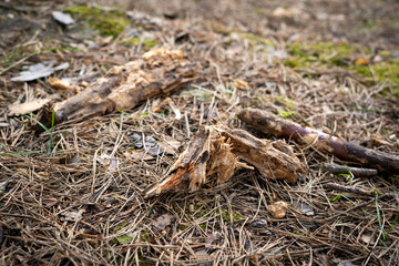 Branches in the forest