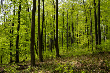 Fototapeta na wymiar Lush beech forest with green leaves in springtime, near Polle, Weserbergland, Lower Saxony, Germany.