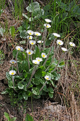 ciuffo di margheritine (Bellidiastrum michelii)