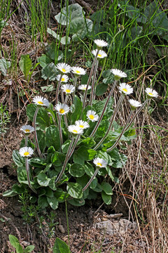 ciuffo di margheritine (Bellidiastrum michelii)