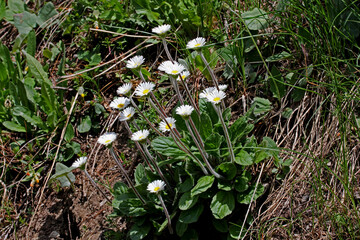 ciuffo di margheritine (Bellidiastrum michelii)