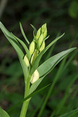 spiga di boccioli di un'orchidea di bosco (Cephalanthera damasonium)