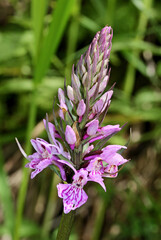 spiga di boccioli di un'orchidea (Dactylorhiza fucsii)