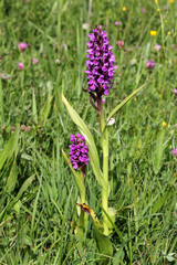 tipica orchidea dei prati umidi di montagna (Dactylorhiza incarnata)